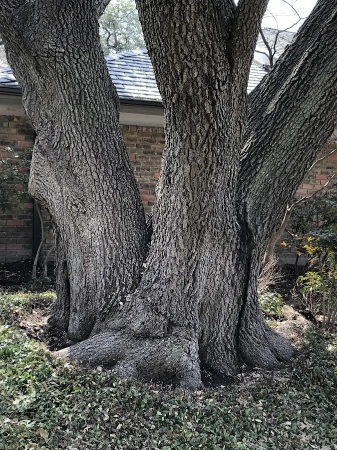 Mature heritage tree close to a Rio Medina property cared for by certified arborists